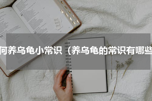 如何养乌龟小常识（养乌龟的常识有哪些）