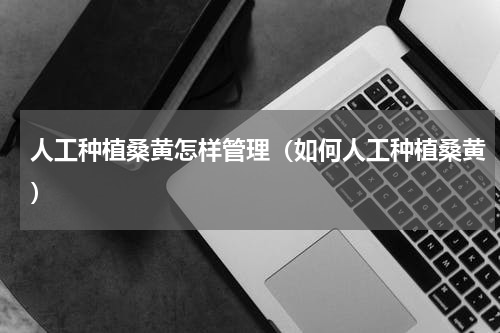 人工种植桑黄怎样管理（如何人工种植桑黄）