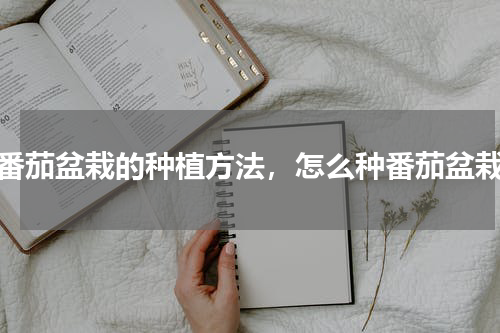 番茄盆栽的种植方法，怎么种番茄盆栽